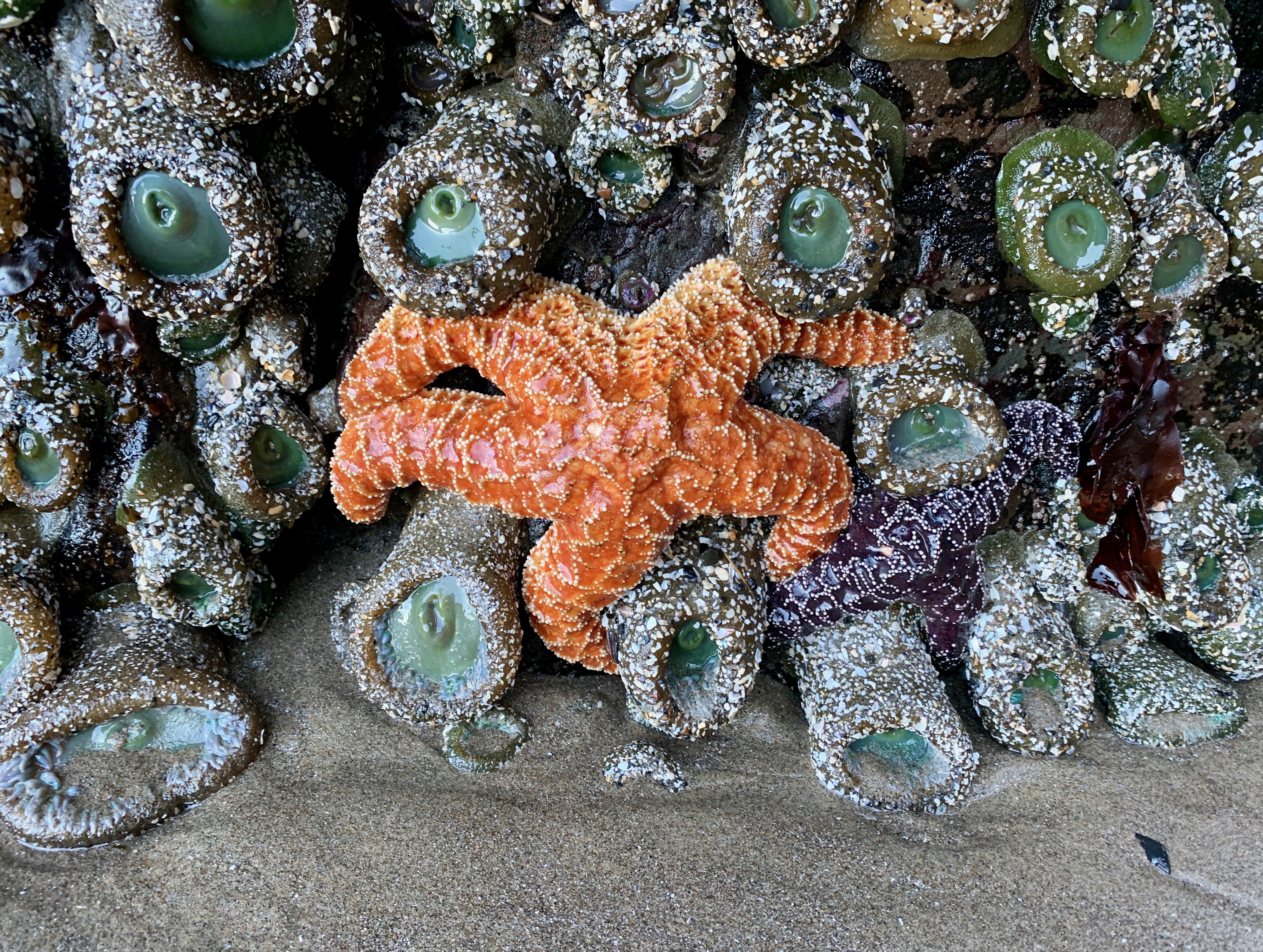 Oregon Tidepools - Traveler Tina
