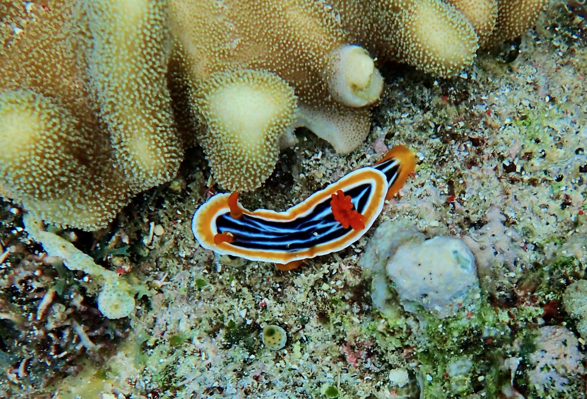 The Beautiful Sea Creatures of Bangka - Traveler Tina